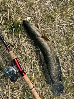 ライギョの釣果