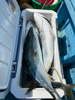 ワラサの釣果