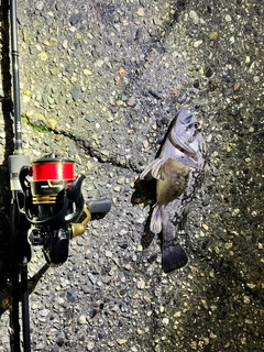 クロソイの釣果