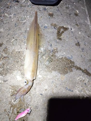 ヤリイカの釣果