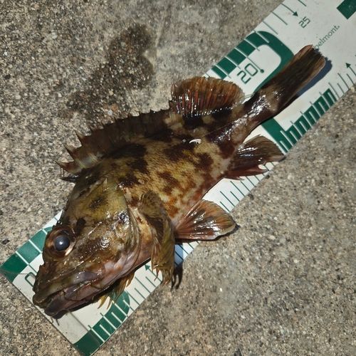 カサゴの釣果