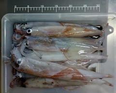 ヤリイカの釣果