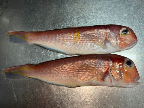 アカアマダイの釣果