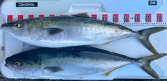 メジロの釣果