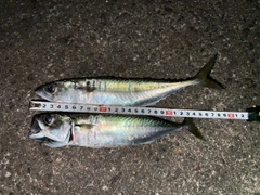 サバの釣果