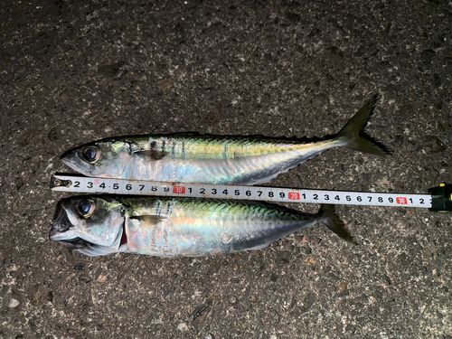 サバの釣果