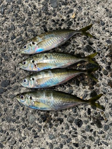 アジの釣果