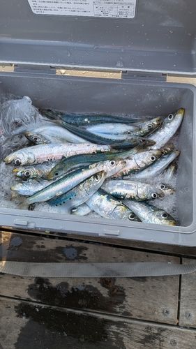 イワシの釣果