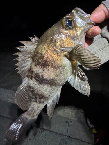 メバルの釣果