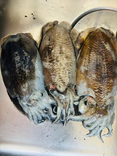 コウイカの釣果