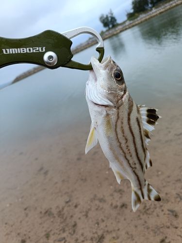 クワガナーの釣果