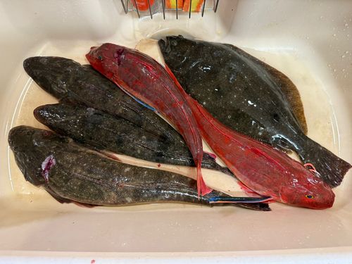 マゴチの釣果