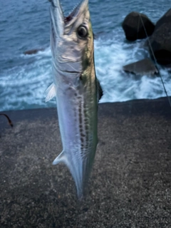サゴシの釣果