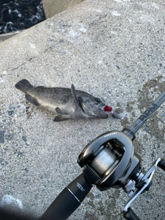 クロソイの釣果