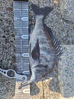 DAIWA 21ラブラックス AGS 90Lの最安値・インプレ・釣果 | 本音の 