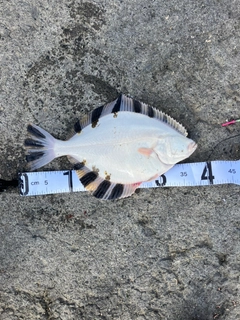 カワガレイの釣果