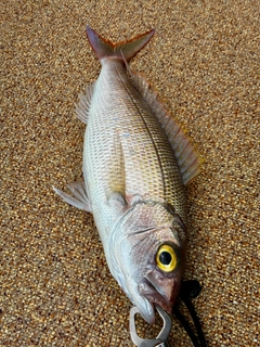ヒメダイの釣果