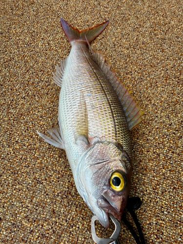 ヒメダイの釣果