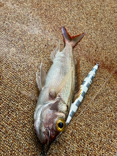ヒメダイの釣果