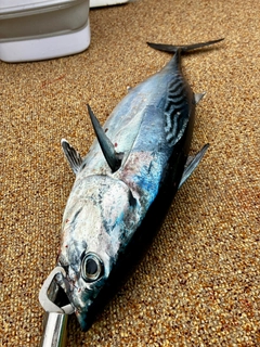 スマガツオの釣果