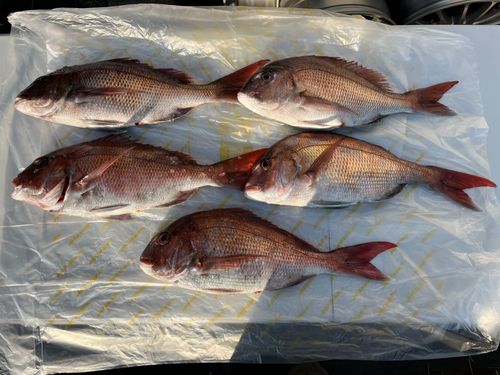 マダイの釣果