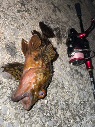 メバルの釣果