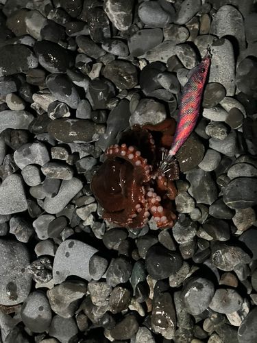 タコの釣果