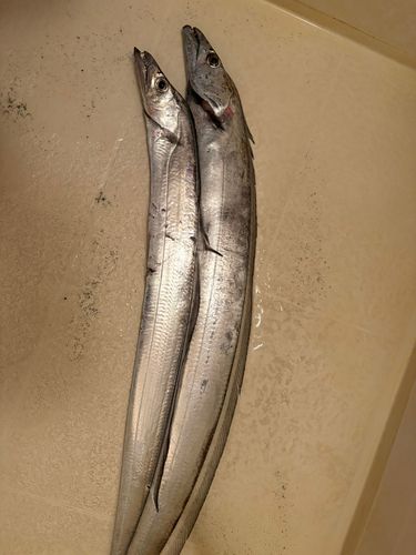 タチウオの釣果