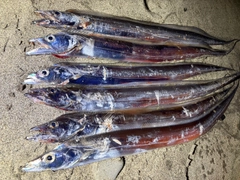 タチウオの釣果