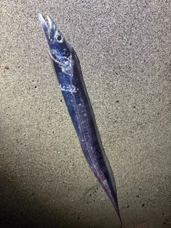 タチウオの釣果