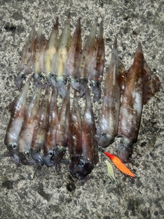 ヤリイカの釣果