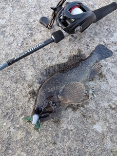 クロソイの釣果