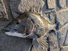 クロダイの釣果