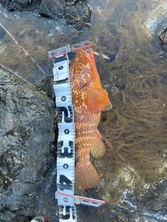 アカハタの釣果