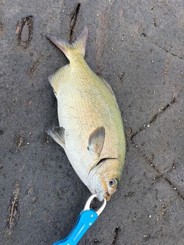 イスズミの釣果