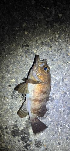 メバルの釣果