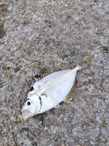 ヒイラギの釣果