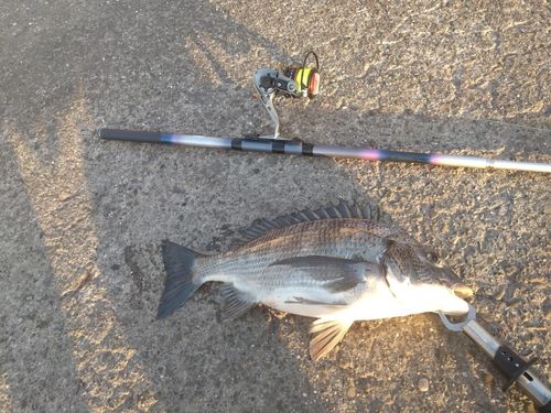 チヌの釣果