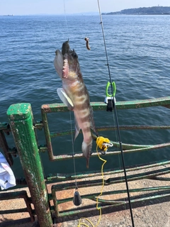 イトヒキハゼの釣果