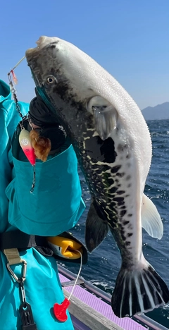 トラフグの釣果