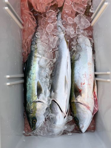 メジロの釣果