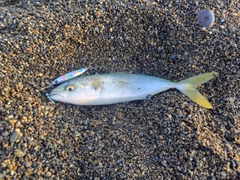 コゾクラの釣果