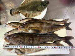 ホッケの釣果
