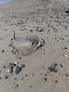 アカエイの釣果