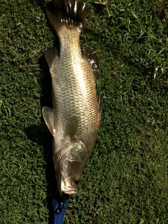 バラマンディの釣果