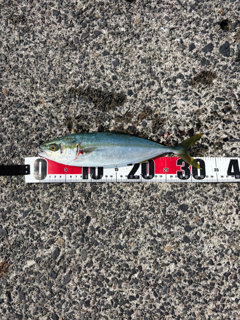 りょーちんちん さんの 2026年03月24日のツバスの釣り・釣果情報(鳥取県 - 鳥取県鳥取市近辺) - アングラーズ | 釣果600万件の ...