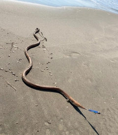 ダイナンウミヘビの釣果