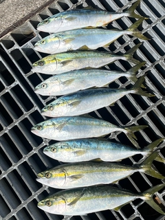 ツバイソの釣果
