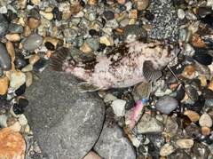 ムラソイの釣果