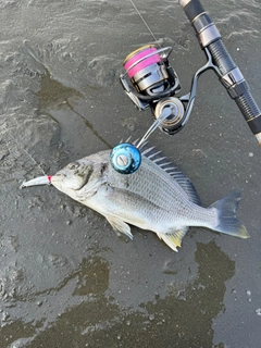 キビレの釣果